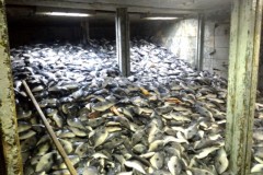 Ibama e ICMBio combatem desmatamento e pesca ilegal no litoral do RJ 2