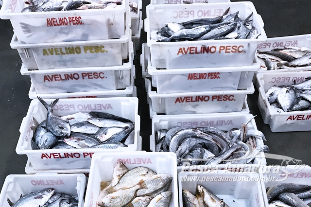 Ibama e PF apreendem 22 toneladas de pescado em Rio Grande (RS)