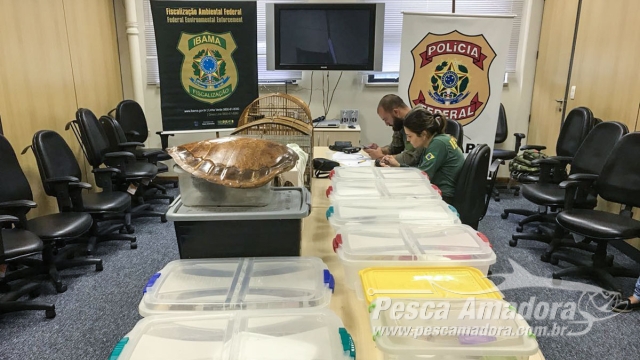 Ibama identifica 1.277 animais à venda em redes sociais e realiza operação em 15 estados