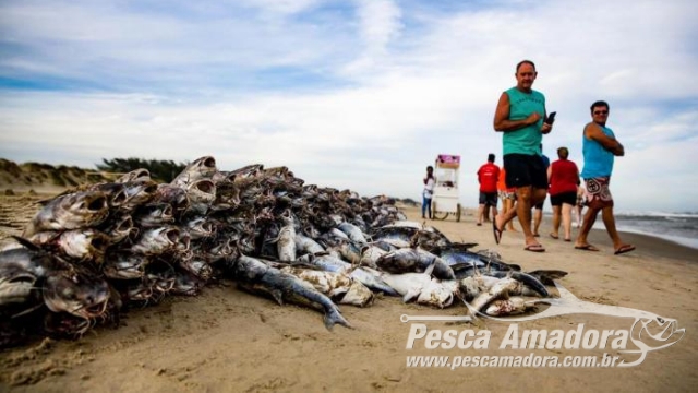 Ibama multa em R$ 516 mil embarcação por descartar 25 toneladas de pescado ilegal no RS