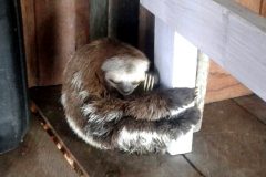 ibama-multa-empresas-de-turismo-no-amazonas-por-exploracao-ilegal-de-animais-silvestres-2