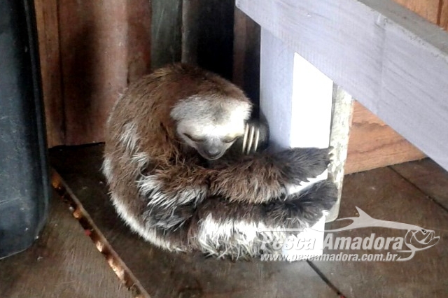 Ibama multa empresas de turismo no Amazonas por exploração ilegal de animais silvestres