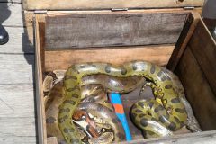 ibama-multa-empresas-de-turismo-no-amazonas-por-exploracao-ilegal-de-animais-silvestres