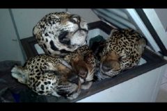 Ibama prende e aplica multa a cacador por matar 19 oncas no Para 2