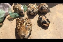 Ibama prende e aplica multa a cacador por matar 19 oncas no Para