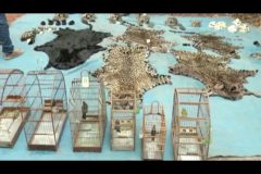 Ibama prende e aplica multa a cacador por matar 19 oncas no Para 3