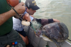 Ibama recolhe 12 redes de pesca e 3 tartarugas mortas na Foz do Rio Itapemirim-ES 2