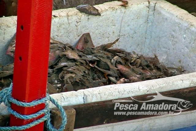 IcmBio flagra e apreende barcos praticando pesca de arrasto em área restrita no Piauí
