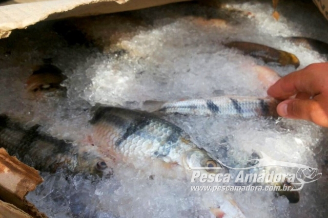Ideflor-Bio apreende 1,4 toneladas de pescado ilegal durante fiscalização no Pará