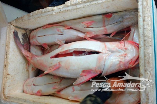 Ideflor-bio  apreende 350 kg de pescado ilegal no Tabuleiro do Embaubal no Pará