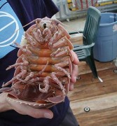 Inseto gigante que aparece na foto do tubarao duende