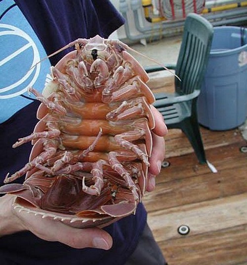 Cientistas descobrem “insetos” gigantes em foto de tubarão raro