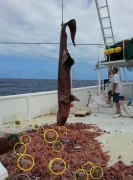 Insetos gigantes nas imagens de tubarao duende