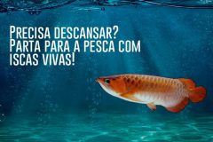 Insetos sao excelentes opcoes de isca viva na pesca esportiva capa