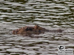 Jacaré Açú - Amazônia 2013