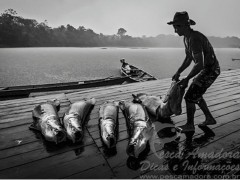 Instituto Mamiraua - Manejo do pirarucu na Amazonia