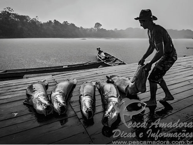 Projeto manejo participativo ajuda a reduzir abate do Pirarucu no AM