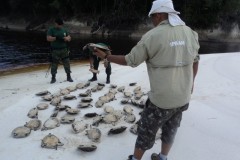 Ipaam aplica R$ 130.890 mil em multas e apreende mais de 152 kg de pescado ilegal em Barcelos-AM