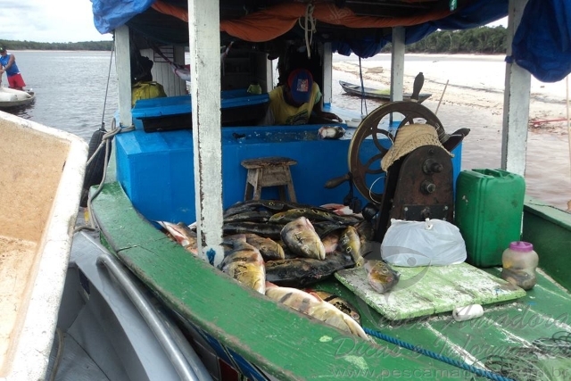 Ipaam aplica R$ 130.890 mil em multas e apreende mais de 152 kg de pescado ilegal em  Barcelos-AM