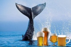 Islandia lanca cerveja a base de testiculos de baleia defumado