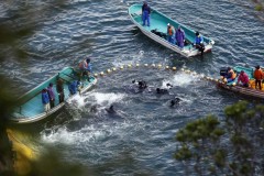 Imagem divulgada pela Reuters mostra pescadores capturando golfinhos no vilarejo de Taiji, no Japão. (Foto: Adrian Mylne/Reuters) 