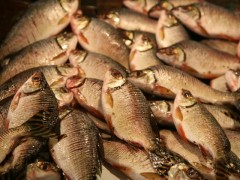 Jaraqui entra no defeso em novembro no AM