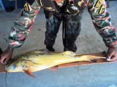 Jau fora da medida apreendido no MS