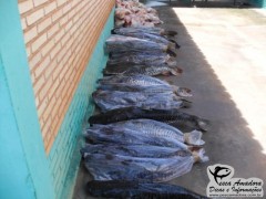 Juvam apreende 656kg de pescado em caceres