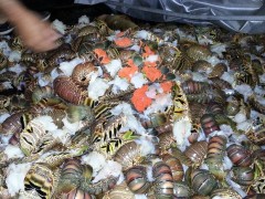 Lagostas apreendidas peli Ibama no RN