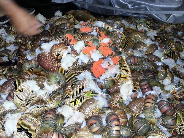 Ibama apreende tubarão e 190 kg de lagosta em barco no litoral do RN