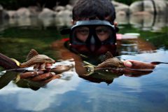 Licenciamento para criacao de peixes exoticos no Amazonas segue barrada por determinacao do MPF