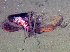 Lixo acumulado no mar da Europa