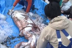Lula-gigante capturada na região de Tottori media 3,4 m e pesava cerca de 100 kg (Foto: Reprodução/YouTube/FNNnewsCH)