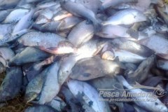Mais de 740 kg de pescado ilegal foram apreendidos no Lago Peixe Angical-TO