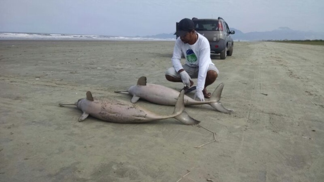 Mais dois golfinhos são encontrados mortos em Peruíbe-SP