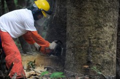 Manejo Florestal na Amazonia (Foto: Agencia Brasil)