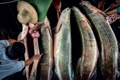 Manejo do pirarucu na Amazonia 2