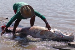 Manejo do pirarucu na Amazonia