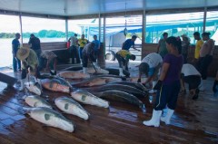 Manejo do pirarucu no medio solimoes