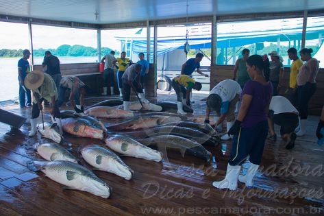 No Médio Solimões, mulheres se destacam na pesca