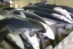 Mantida a proibicao de pesca de 33 especies marinhas ameacadas no RS 2