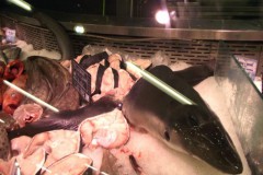 Mantida a proibicao de pesca de 33 especies marinhas ameacadas no RS