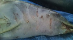 Marcas de rede em toninhas mortas em Peruibe-sp