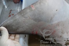 Marcas de redes sao encontradas em arraias mortas em Vitoria-ES 2