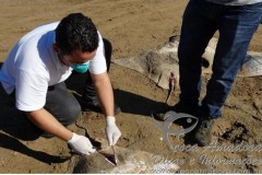 Marcas de redes sao encontradas em arraias mortas em Vitoria-ES
