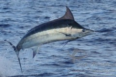 Marlin Azul 2
