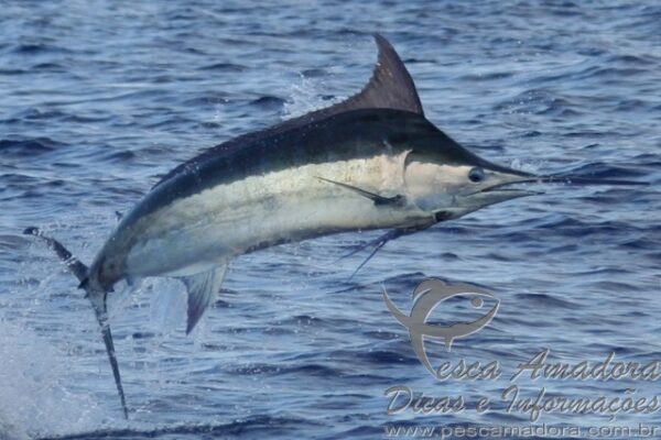 Marlim Marlim azul é declarado peixe-símbolo do Espírito Santo – Portal Pesca ...
