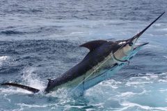 Marlin Azul - Agulhao Azul ou Agulah Negro