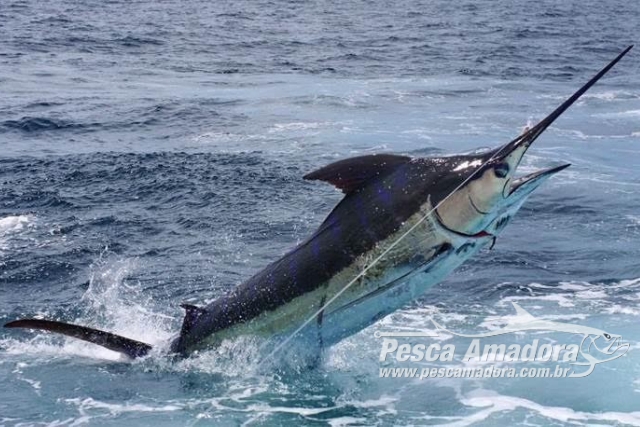Fundamar – Fundação Marlin Azul - Ilha brasileira foi fechada para  visitação por ter cobras perigosíssimas cujo veneno derrete a carne humana