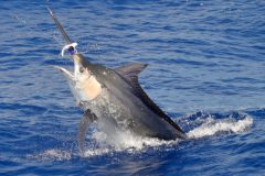 marlin-azul-pesca-oceanica-no-es-2